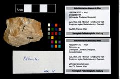 Foto (Objekt + Etikett) von Pithonoton sp.  (NHMW-GEO-1990-0041-4763)